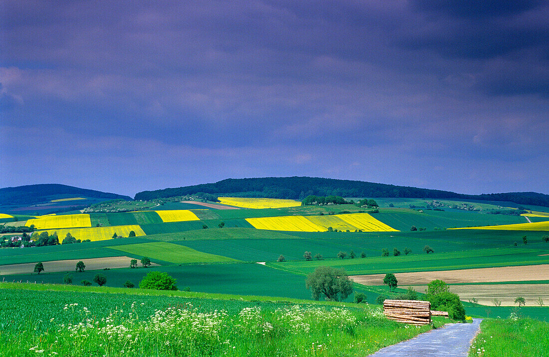 Europa, Deutschland, Niedersachsen,  Rapslandschaft bei Edesheim