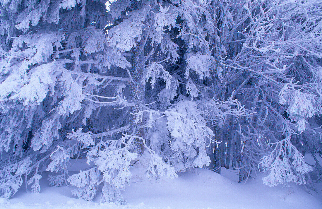 Europa, Deutschland, Niedersachsen, Harz Nationalpark, Winterlandschaft