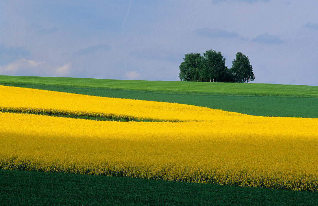 Europe, Germany, Lower Saxony, canola field near Duderstadt, Eichsfeld