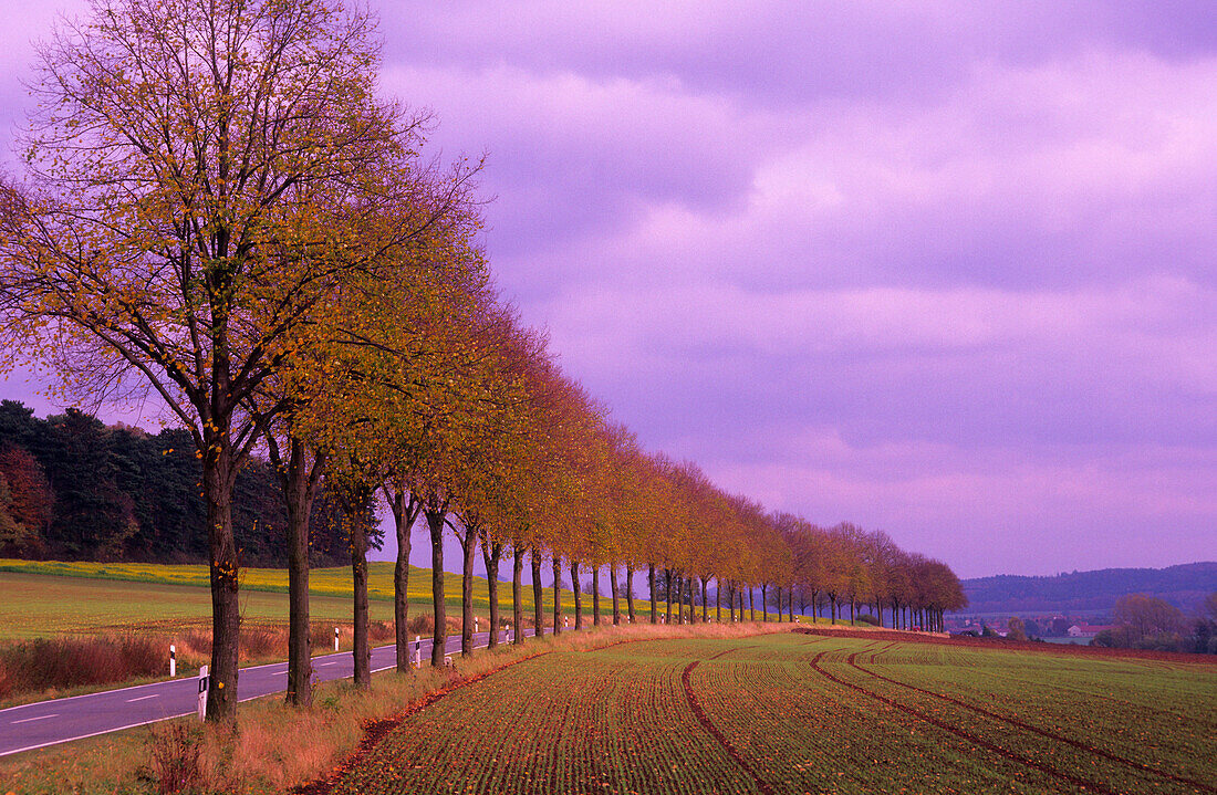 Europe, Germany, Lower Saxony, avenue of trees near Obernjesa