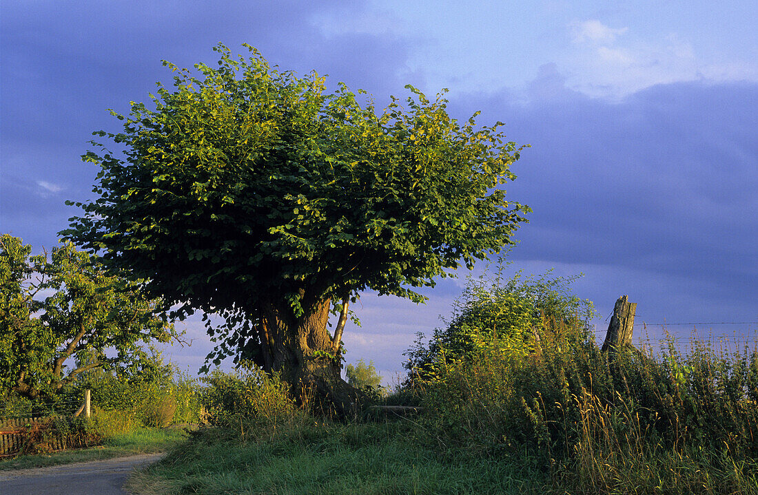 Lime tree near Volkerode, Rosdorf, Lower Saxony, Germany