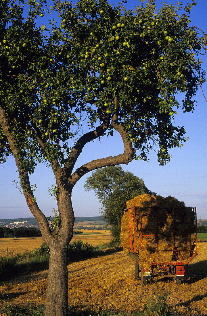 Strohballen auf einem Hänger, bei Lehmshausen, Rosdorf, Niedersachsen, Deutschland