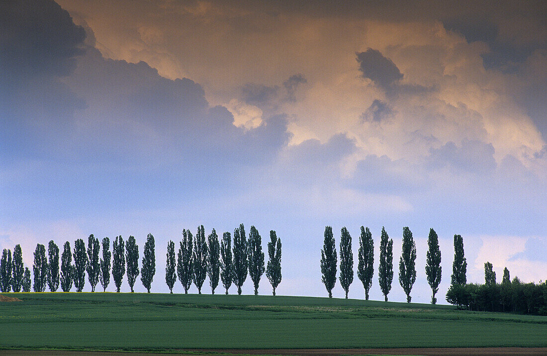 Alley near Duderstadt, Eichsfeld, Lower Saxony, Germany