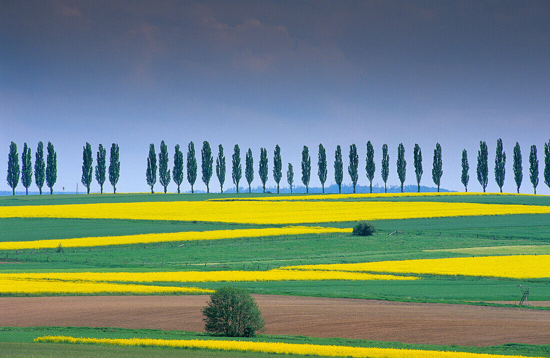 Europa, Deutschland, Niedersachsen, Rapsfelder und Allee bei Duderstadt, Eichsfeld