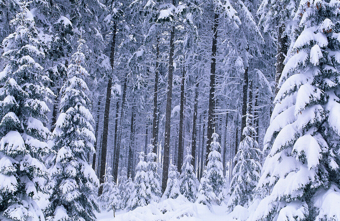 Europe, Germany, Lower Saxony, snow-covered forest in Harz National Park