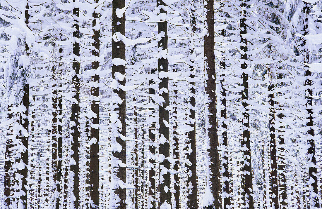 Verschneiter Wald im Harz Nationalpark, Niedersachsen, Deutschland