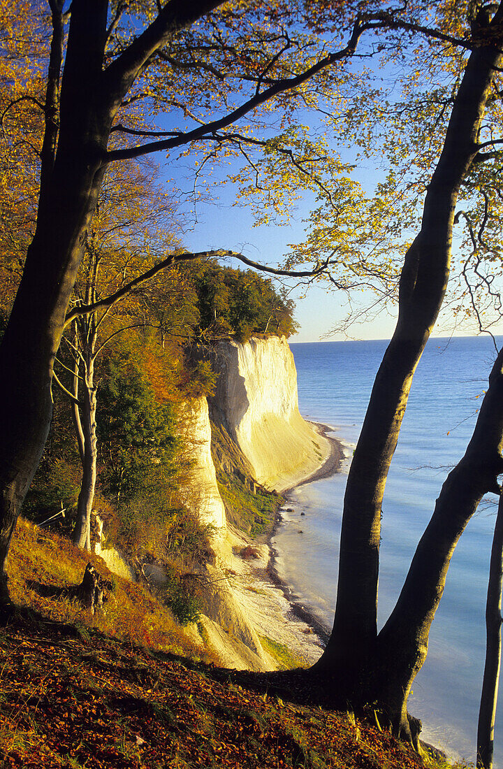 Chalk cliffs in autumn, Jasmund National Park, Rugen island, Mecklenburg-Western Pommerania, Germany