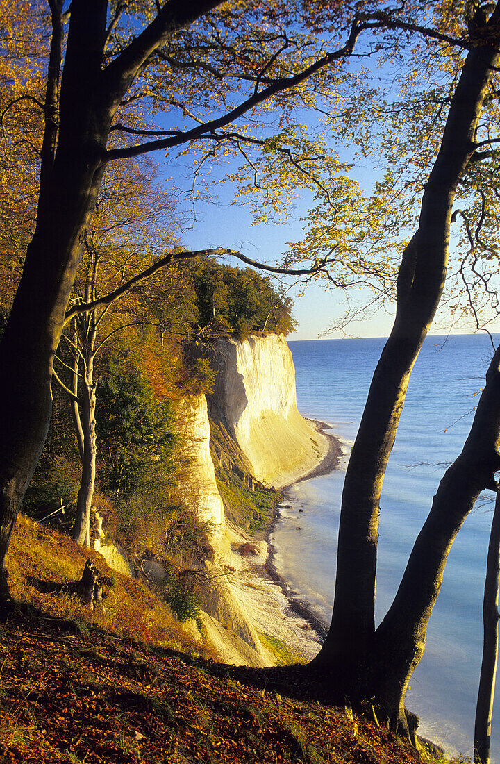 Kreidefelsen im Herbst, Nationalpark Jasmund, Insel Rügen, Mecklenburg-Vorpommern, Deutschland