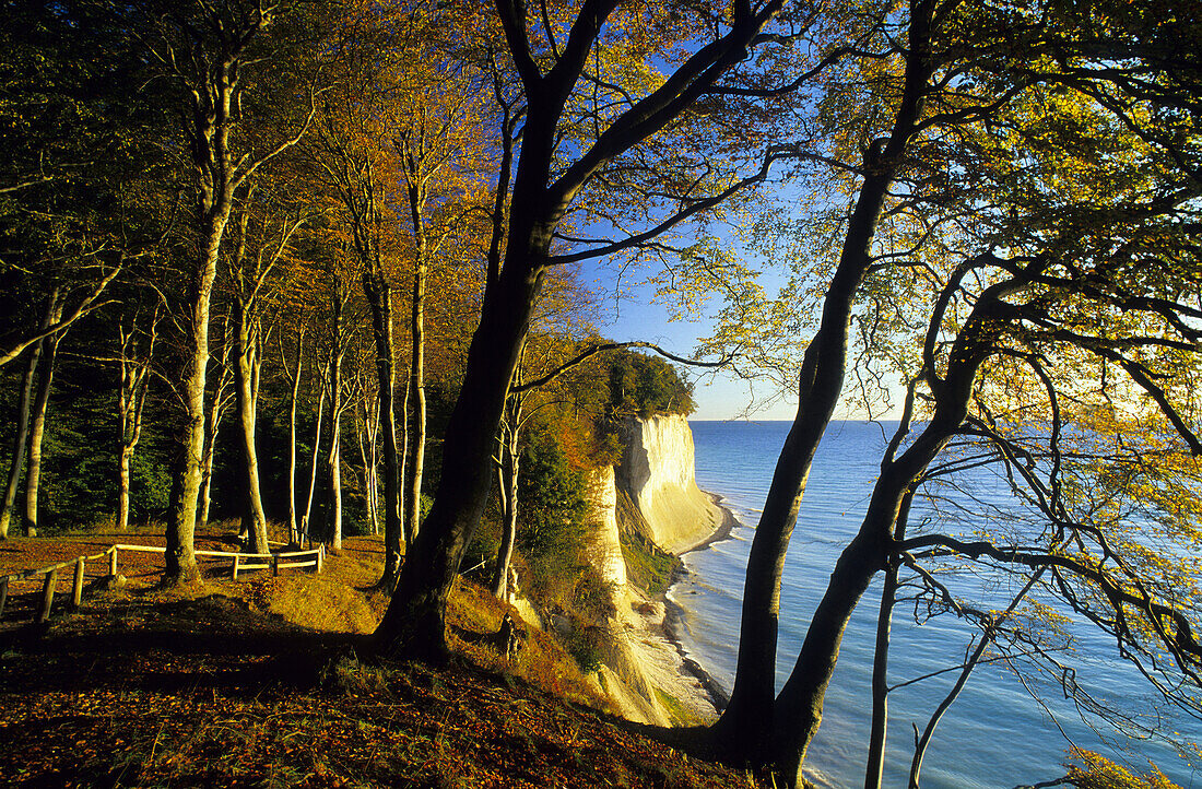 Chalk cliffs in autumn, Jasmund National Park, Rugen island, Mecklenburg-Western Pommerania, Germany
