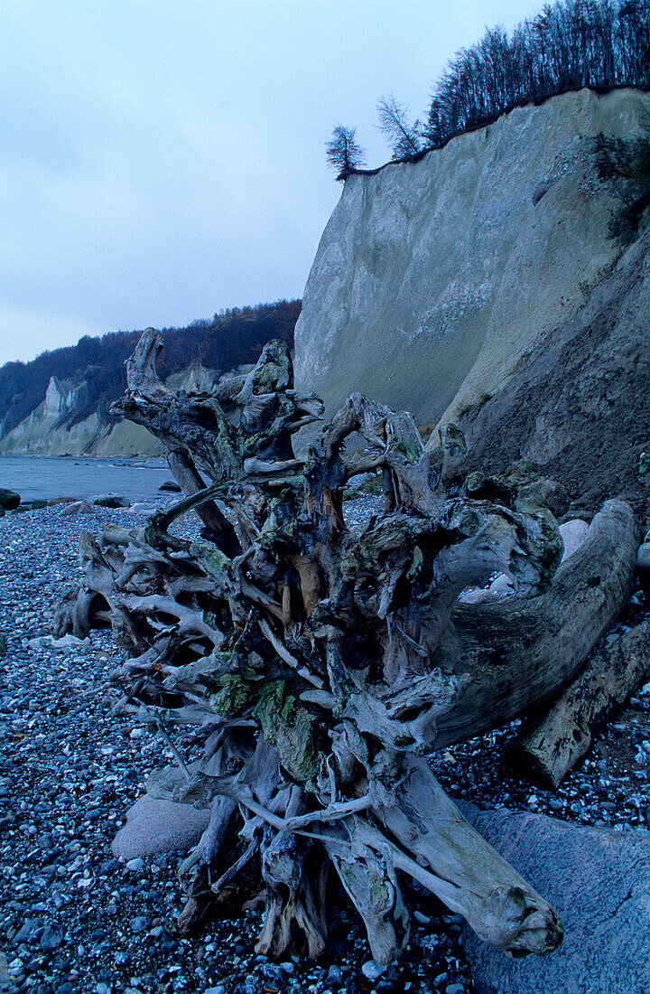 Europe, Germany, Mecklenburg-Western Pomerania, isle of Rügen, Wissower Klinken, chalk cliffs at Jasmund National Park