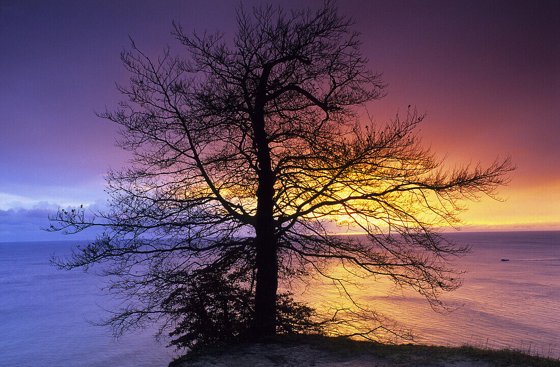 Bare tree in sunrise, Ernst-Moritz-Arndt-Sicht, Jasmund National Park, Rugen island, Mecklenburg-Western Pomerania, Germany