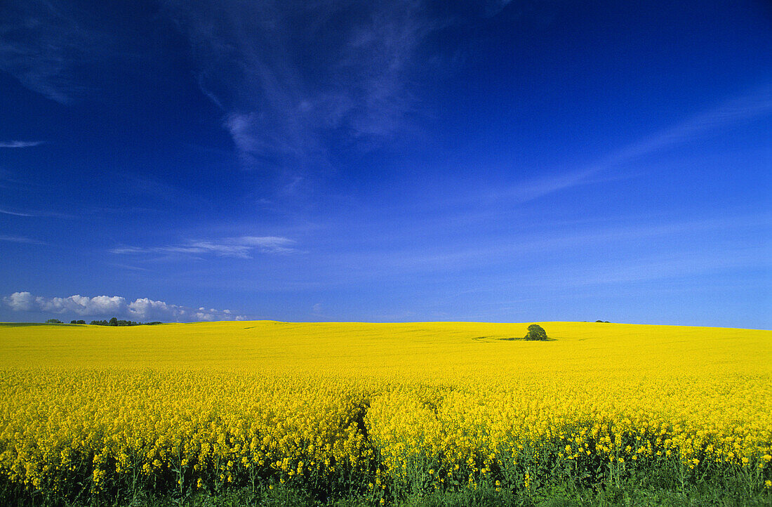 Rapsfeld bei Neuhof, Insel Rügen, Mecklenburg-Vorpommern, Deutschland