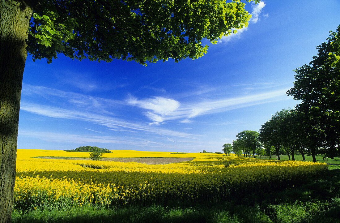 Canola field near Polchow, Rugen island, Mecklenburg-Western Pomerania, Germany