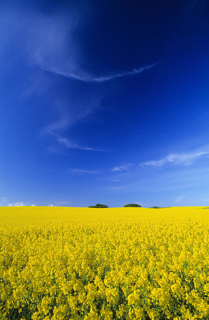 Rapsfeld bei Neuhof, Insel Rügen, Mecklenburg-Vorpommern, Deutschland