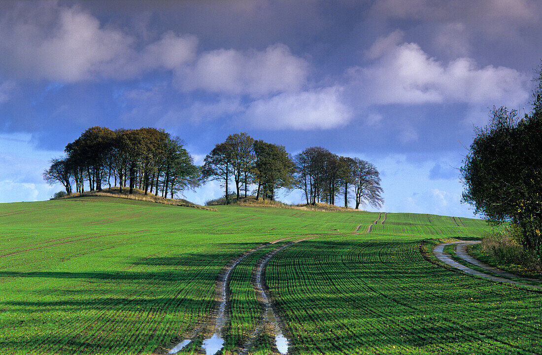 Europa, Deutschland, Mecklenburg-Vorpommern, Insel Rügen, Landschaft bei Wobbanz