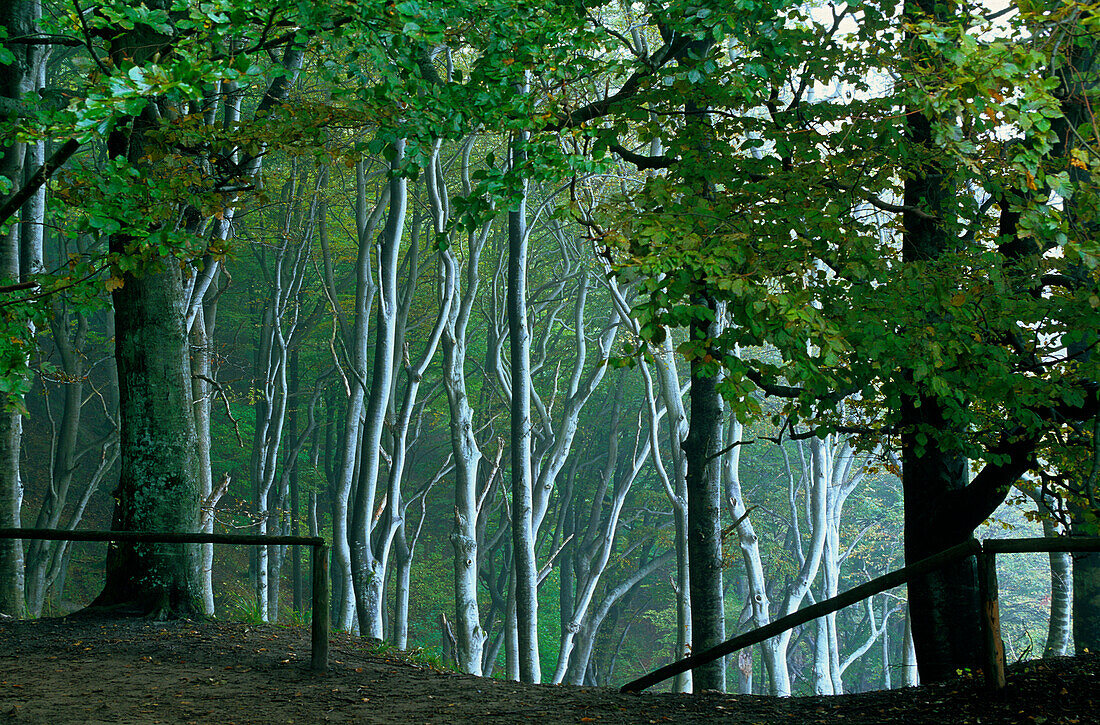 Europe, Germany, Mecklenburg-Western Pomerania, isle of Rügen, ghost forest