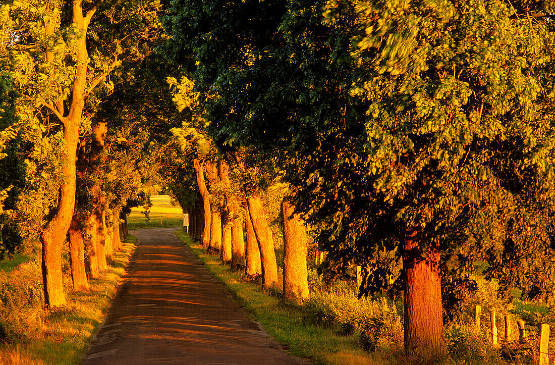 Europa, Deutschland, Mecklenburg-Vorpommern, Insel Rügen, Allee bei Sellin