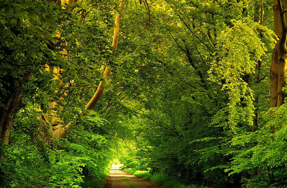 Europa, Deutschland, Mecklenburg-Vorpommern, Insel Rügen, Mustizer Allee, bei Zirkow