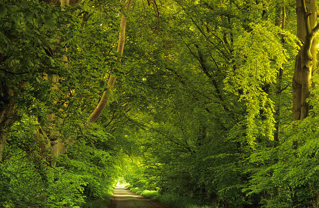 Mustizer alley near Zirkow, Rugen island, Mecklenburg-Western Pommerania, Germany