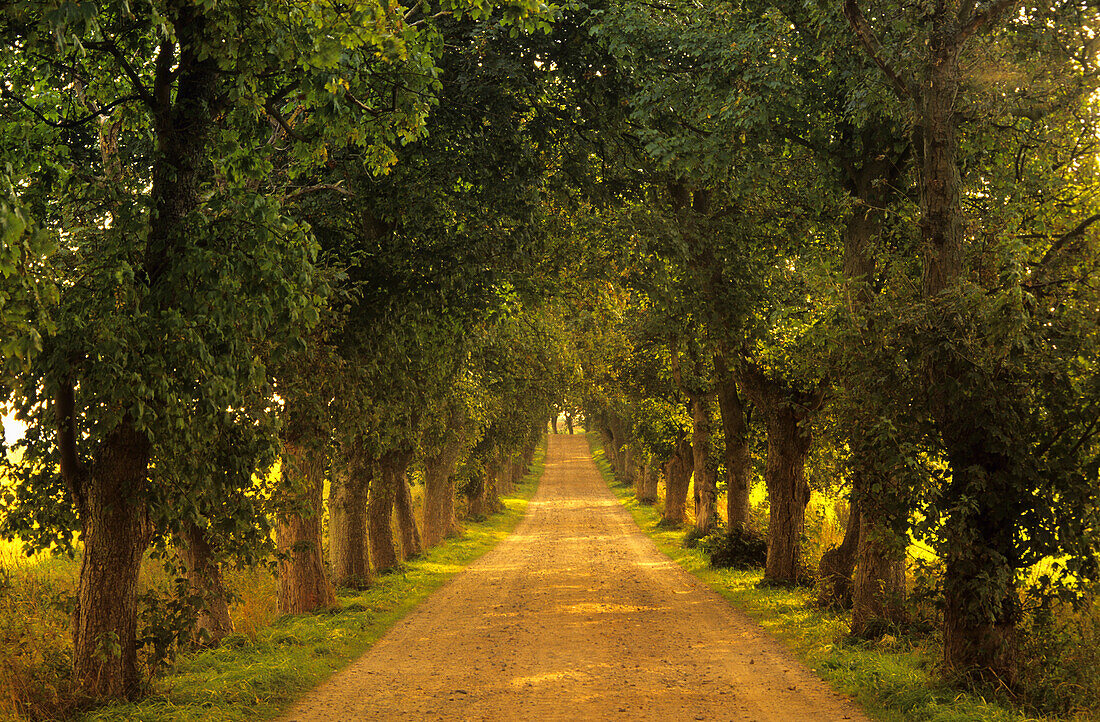 Allee bei Seedorf, Insel Rügen, Mecklenburg-Vorpommern, Deutschland