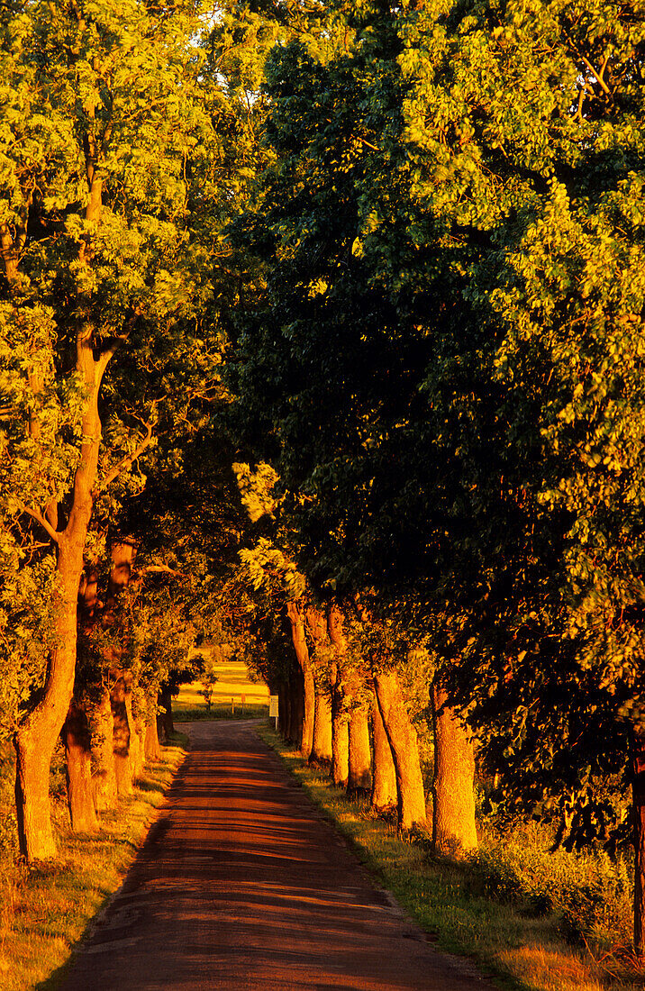 Europe, Germany, Mecklenburg-Western Pommerania, isle of Rügen, tree alley near Sellin