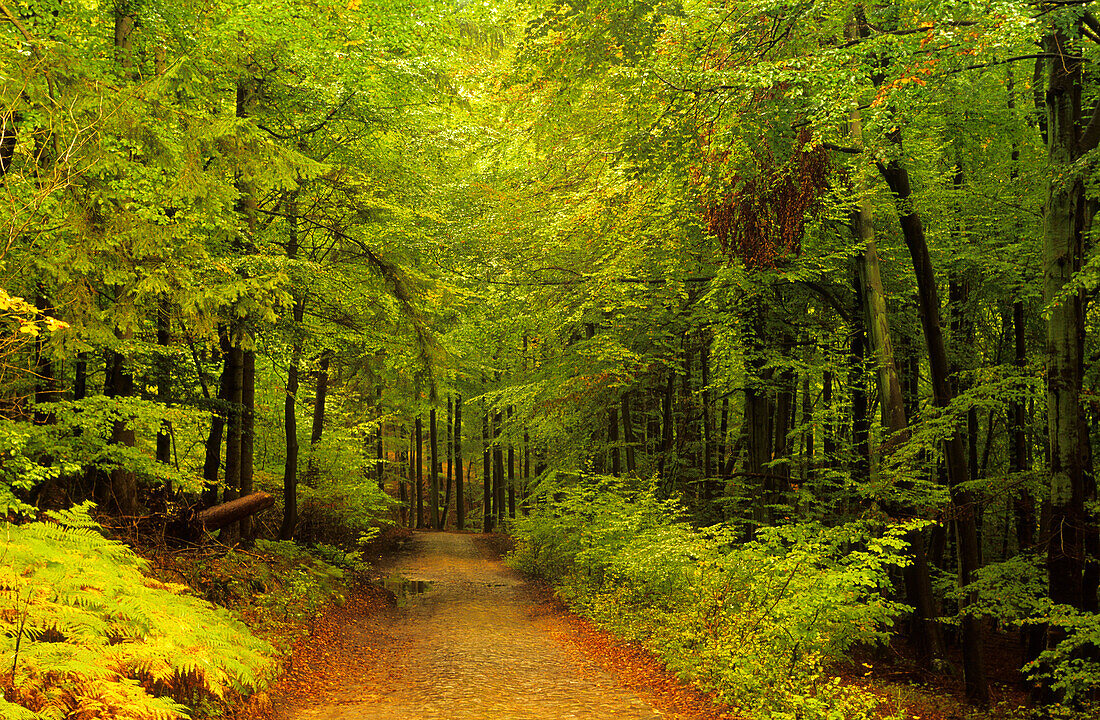 Europa, Deutschland, Mecklenburg-Vorpommern, Insel Rügen, Allee im Nationalpark Jasmund