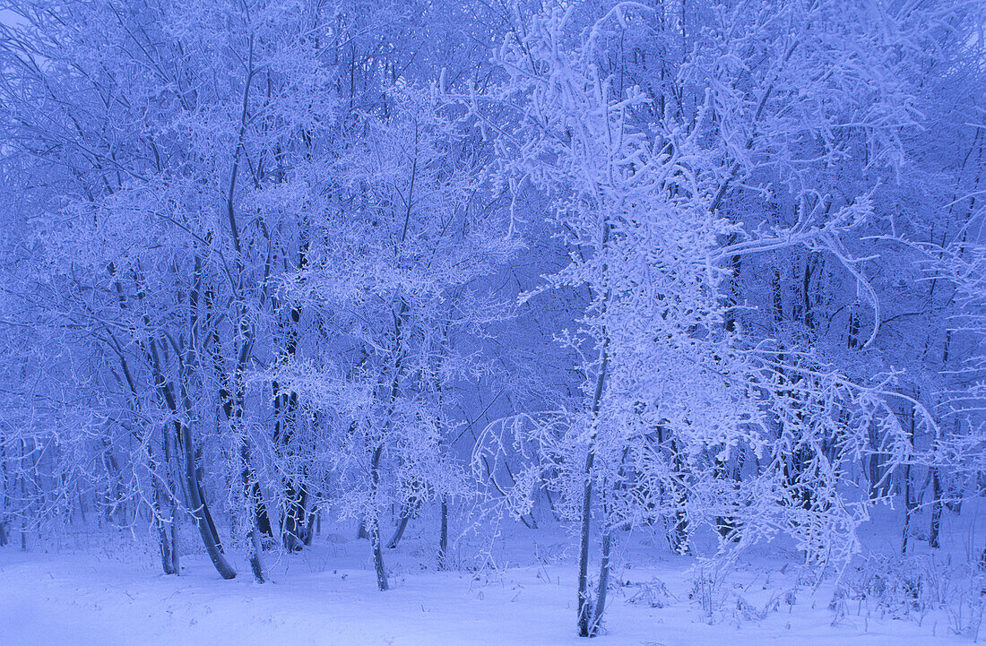 Snow covered Thuringian Forest at Rennsteig, Thuringia, Germany