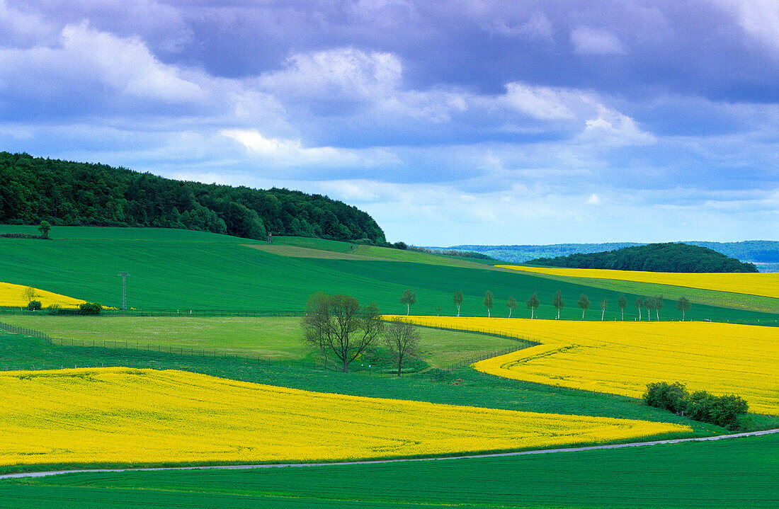 Europe, Germany, North Rhine-Westphalia, canola fields near Diemelstadt