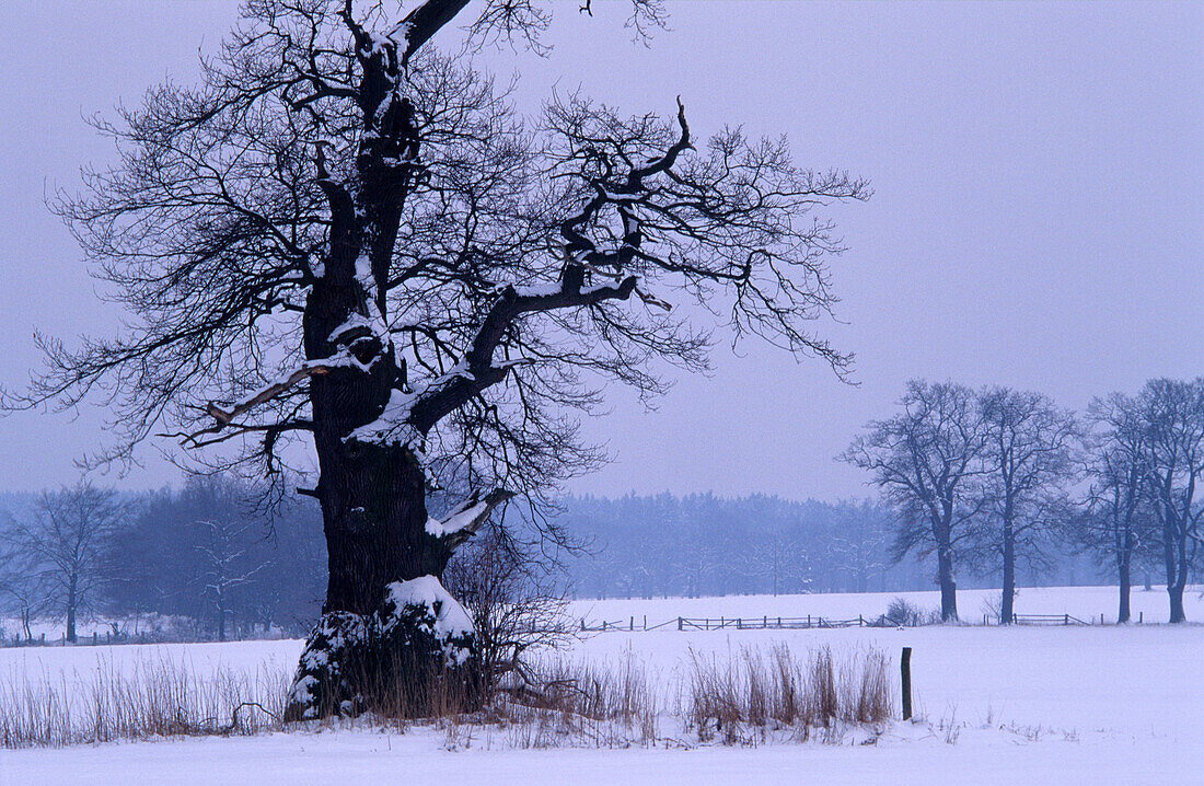 Europe, Germany, Hesse, oak trees in Reinhardswald