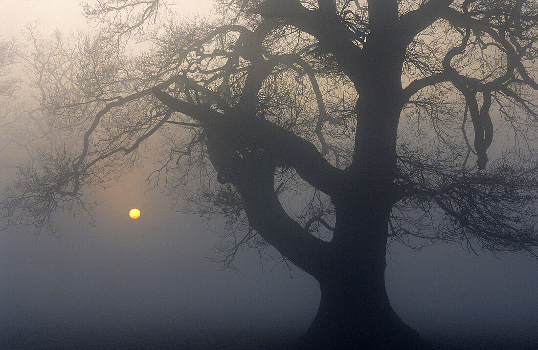 Bare oak tree, Reinhardswald, Hesse, Germany