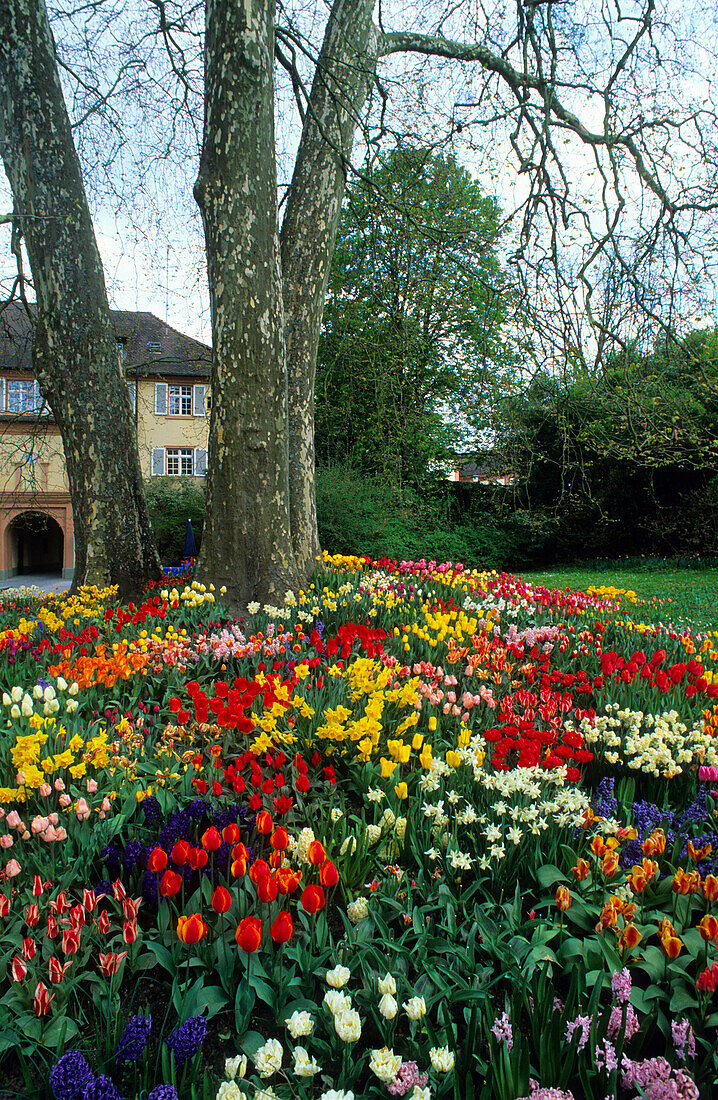 Europe, Germany, Baden-Württemberg, Lake Constance, Mainau Island