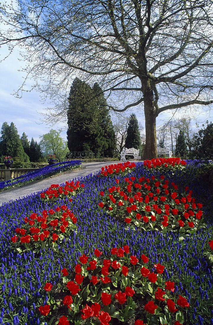 Flower bed in palace garden, Mainau island, Lake Constance, Baden-Wurttemberg, Germany