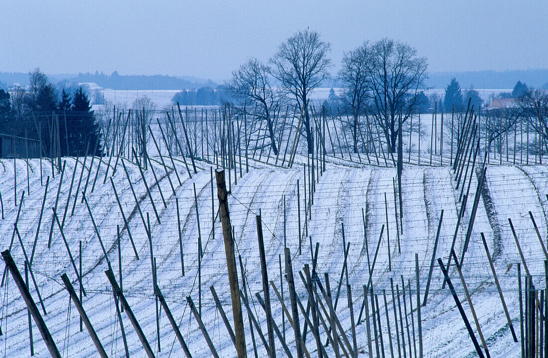 Europe, Germany, Bavaria, Sünzhausen. Hop-planting area Holledau