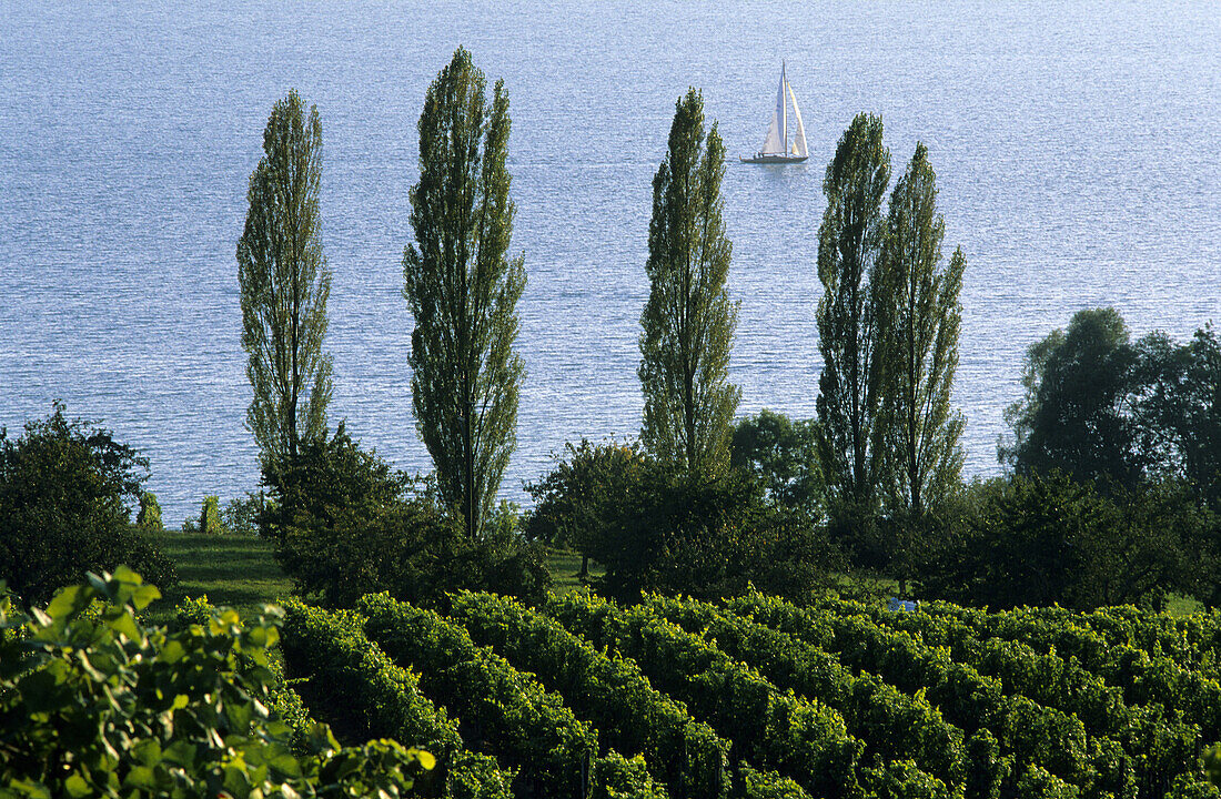 View over vineyard to Lake Constance, near Birnau, Baden-Wurttemberg, Germany