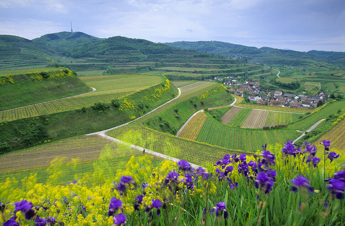 Vineyard near Oberrottweil, Baden-Wurttemberg, Germany
