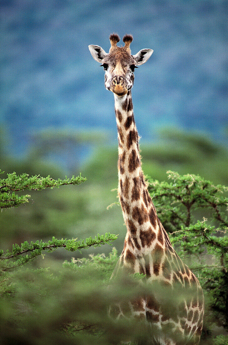 Masai Giraffe (Giraffa camelopardalis tippelskirchi). Kenya