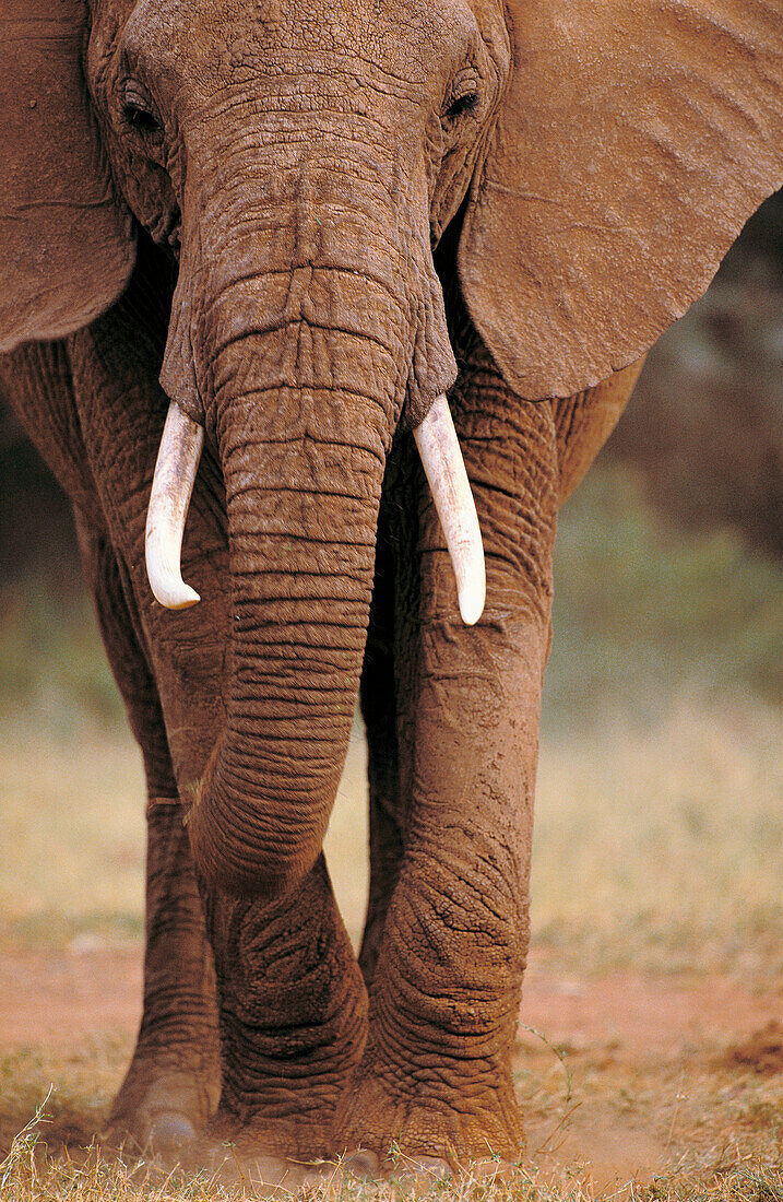 African Elephant (Loxodonta africana). Kenya