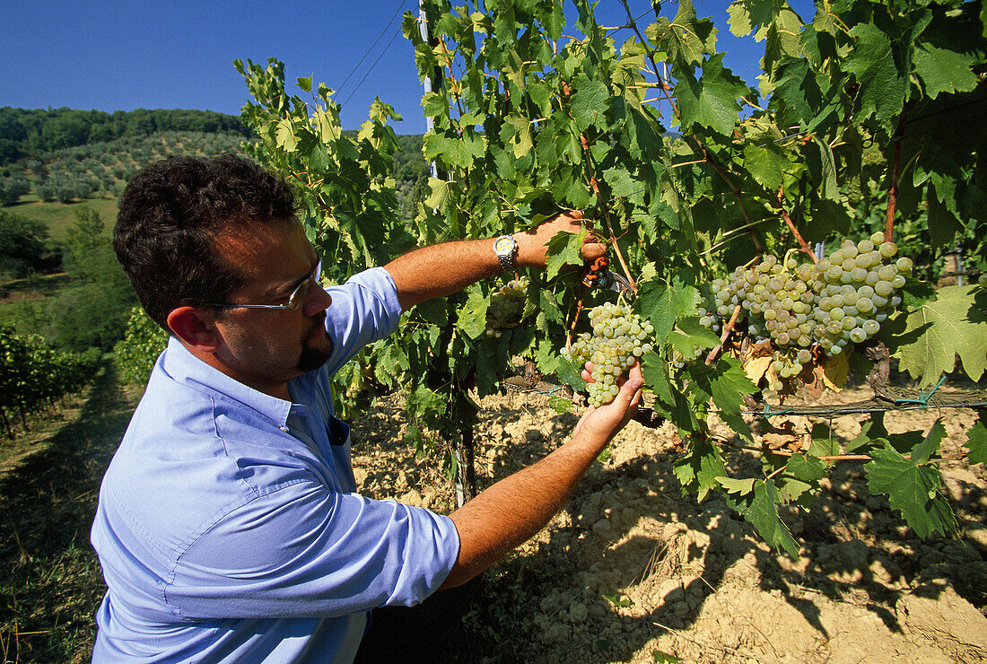 Ulignano. Terruzzi-Puthod wine maker, the enologo (wine-making expert) Alberto Bramini in the vineyard. Siena province. Tuscany. Italy.
