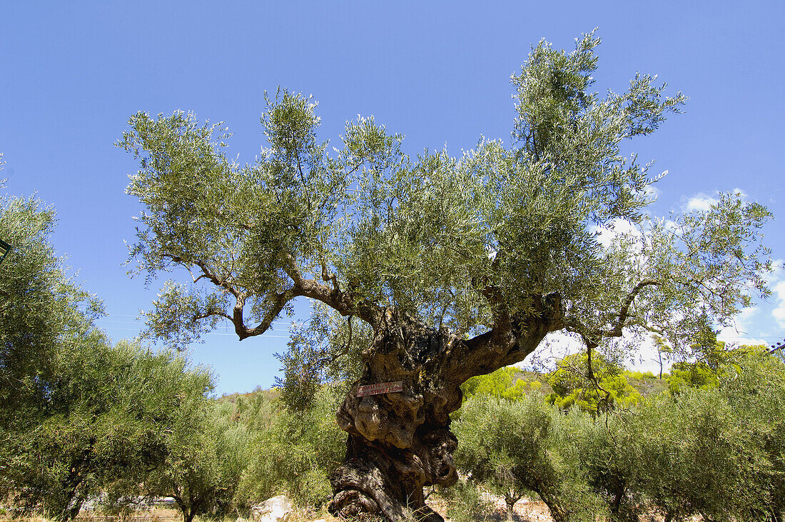 Giant olive tree near Keri, Zakynthos Island, Greece
