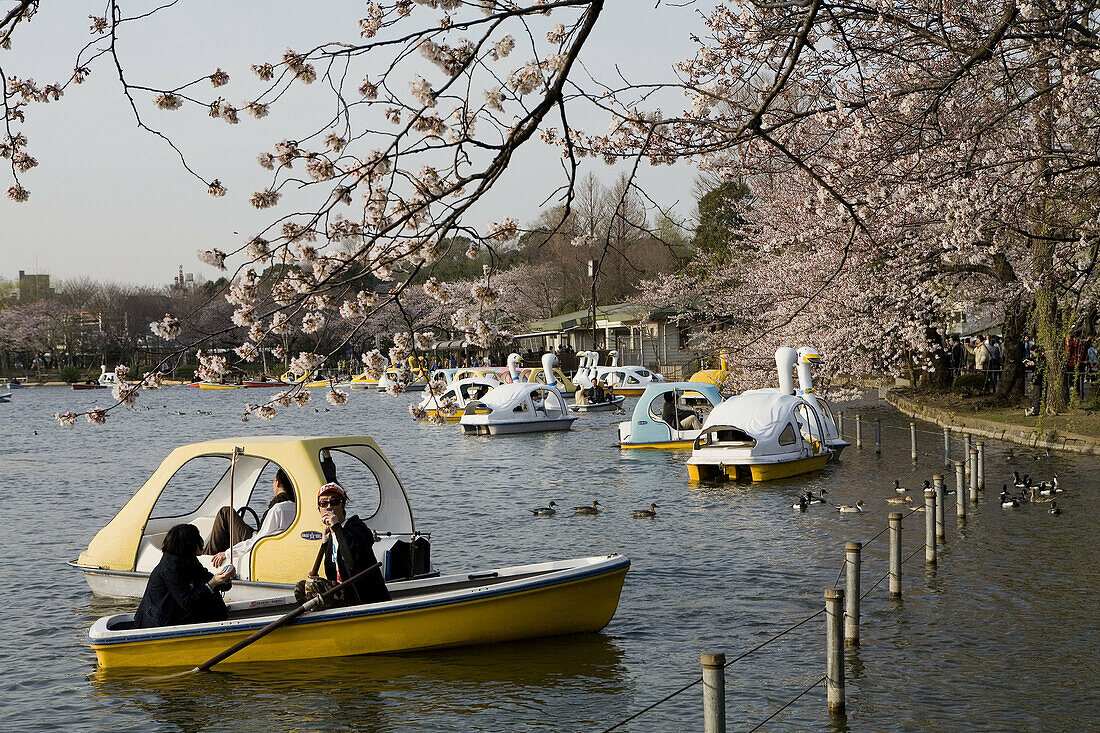 People gathering to celebrate sherry blossoms sakura at spring in the Ueno Park and lake  Tokyo  Japan