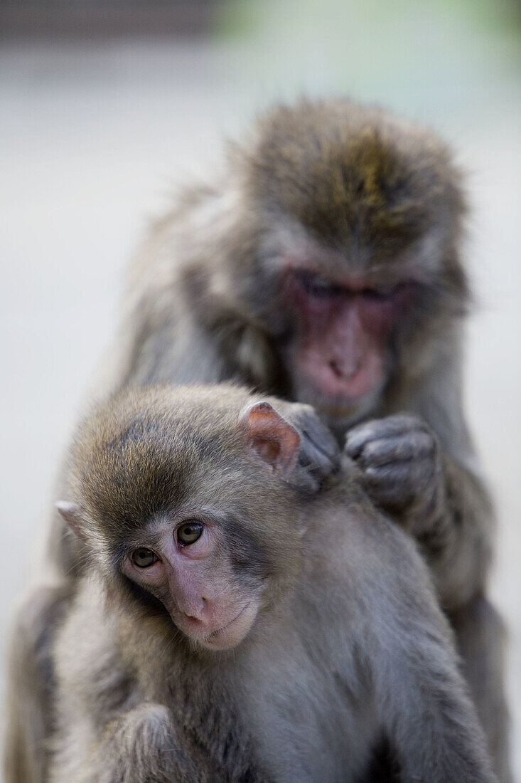 Japanese macaques macaca fuscata  Takasaki-yama, the monkeys mountains near Beppu  Island of Kyushu  Japan