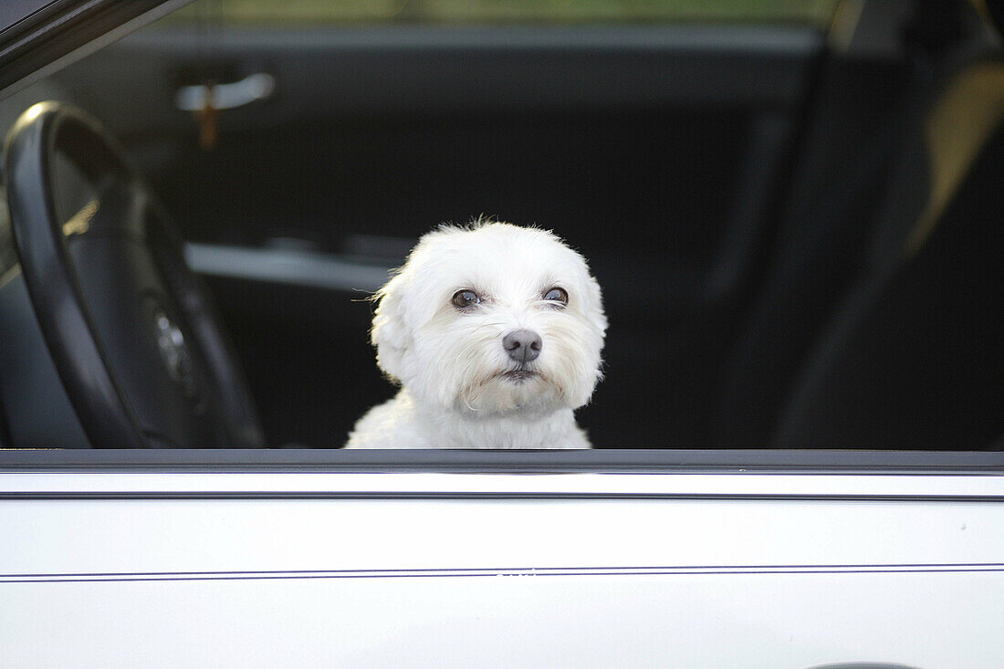 Lonely white dog waits in car for master.