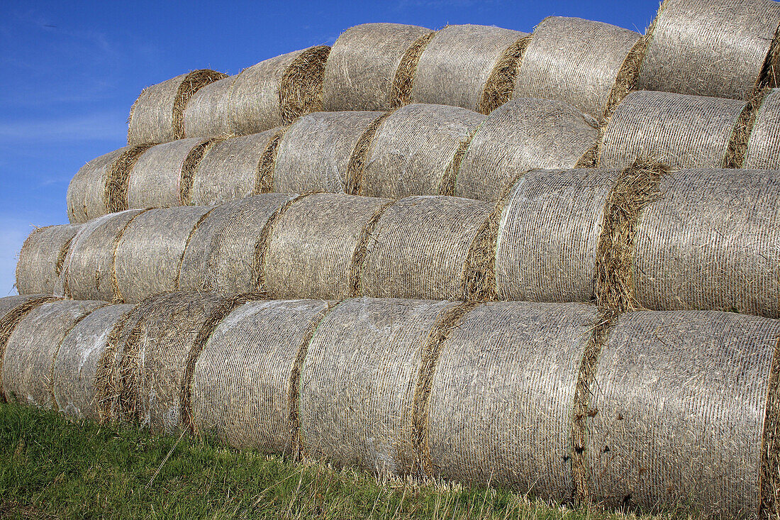 Agriculture, farming, Rolled hay bales