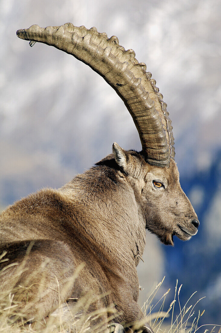 Rock Goat (Capra ibex)