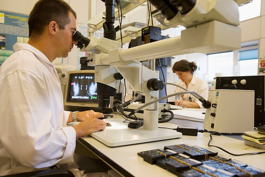 Fischereibiologisches Labor. Polieren und Ablesen von Otolithen und Keimdrüsen. AZTI-Tecnalia. Technologisches Zentrum, spezialisiert auf Meeres- und Lebensmittelforschung. Pasaia, Gipuzkoa, Euskadi. Spanien.