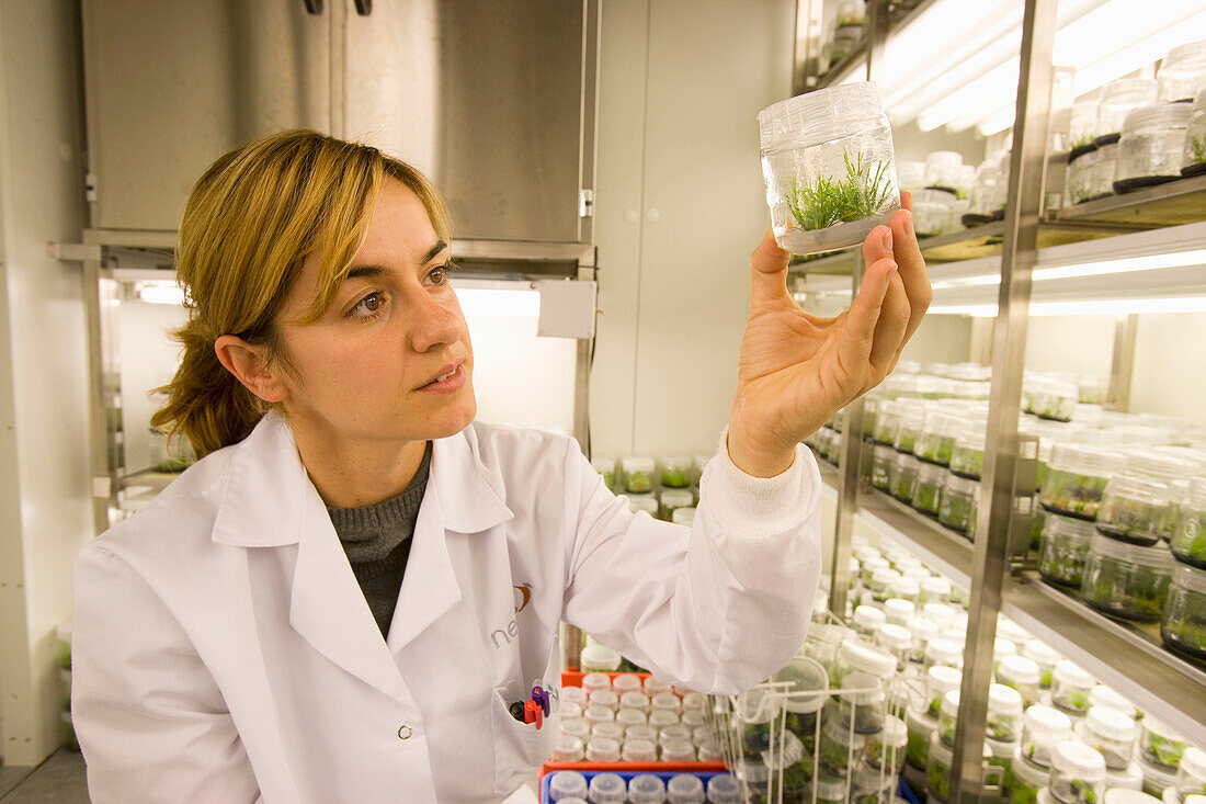 Pines. In vitro culture. Plant Production and Protection, Biotechnology Laboratory, Neiker Tecnalia, Instituto de Investigación y Desarrollo Agrario, Ganadero, Forestal y del Medio Natural, Arkaute, Alava, Euskadi, Spain.