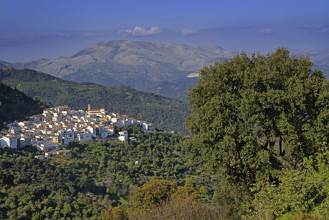 Village of Algatocin, in the Genal Valley. Málaga province. Andalucía. Spain.