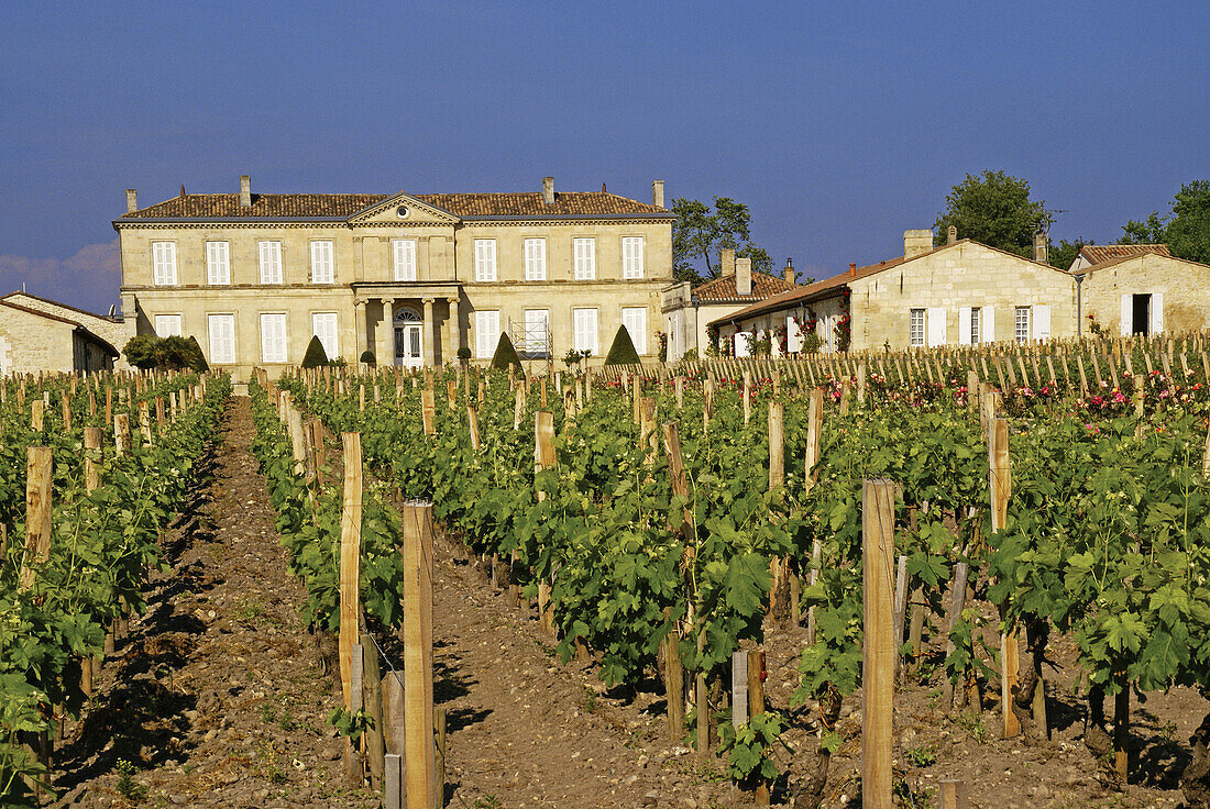 Château Branaire-Ducru', a Saint Estéphe 'cru classé' wine, in the Bordeaux wines district. Gironde. France.