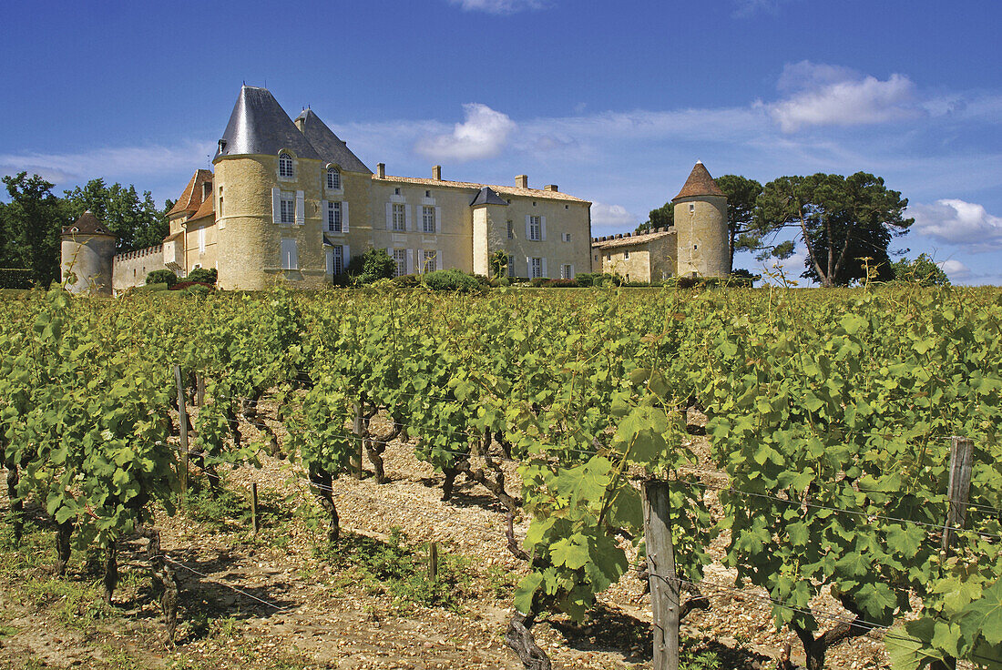 France, Gironde. 'Château d'Yquem', place where world most famous white wine, and perhaps most expensive, is done, in the Sauternes area, of the Bordeaux wine district.