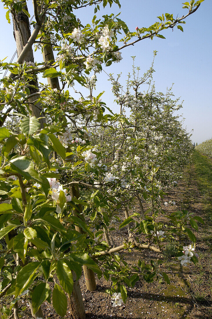 Apple trees